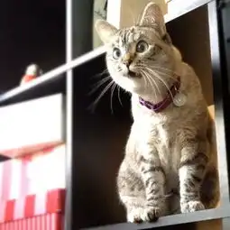 看小猫咪为你演绎动物世界的惊讶表情
