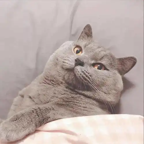 七夕头像情侣头像
