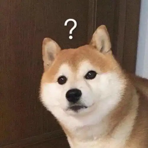 沙雕主人欺负狗狗,弹它蛋蛋反被咬一口
