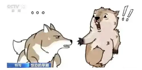 这张被网友玩坏了的照片拿下世界大奖摄影师这只旱獭后来
