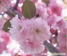 樱花2樱花树苗价格樱花2樱花树苗价格高清大图樱花2樱花树苗价格高清图片
