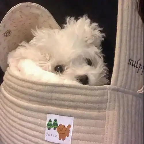 可爱到犯规的小动物头像很浪漫的神仙句子
