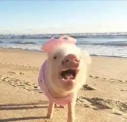 一个猪在沙滩的头像那个猪对着镜头
