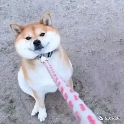 柴犬一个月的生活费,铲屎官养得起柴犬嘛

