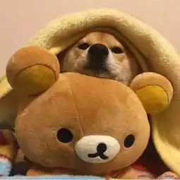 您好你有一条宇宙无敌超级可爱小柴犬待签收
