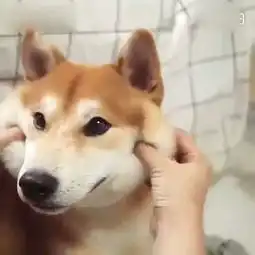 这个柴犬的小脸捏起来感有意思
