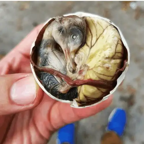12个世界各地最奇葩的各国特色黑暗料理
