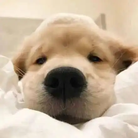 可爱的动物头像
