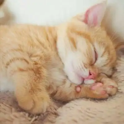 猫咪情侣头像一左一右

