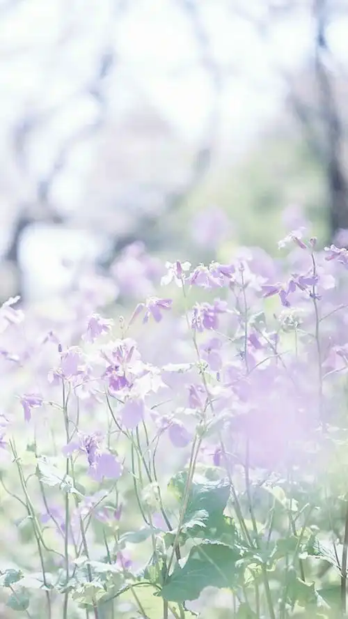 小清新唯美花朵壁纸
