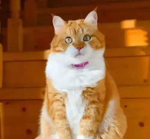 当你看到这只橘猫也会心动,哪怕你阅猫无数,也会沦陷
