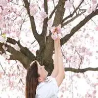 在樱花树下等你头像微信头像图片大全
