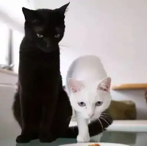 黑猫白猫梦
