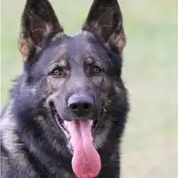 德国牧羊犬头像手机壁纸微信头像图片大全
