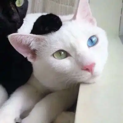 猫咪情头一对两张可爱打架2020猫咪情侣头像一左一右高清
