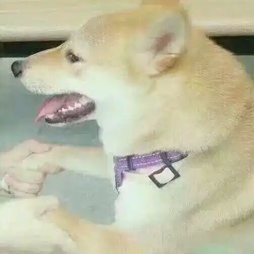 跪求这个情头的另一半另一半是那只狗狗
