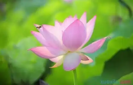 荷花开了把句子写生动具体
