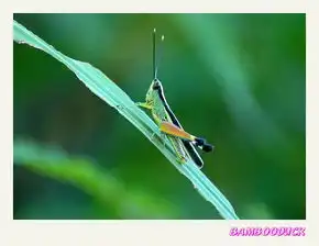 靓靓草蜢仔
