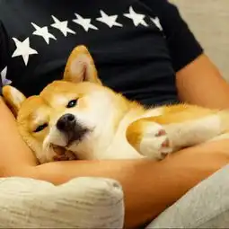 史上最幸福的柴犬,爱好就是窝在主人的臂弯里睡觉
