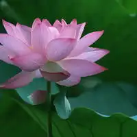 荷花头像图片大全集老年人头像微信头像荷花系列

