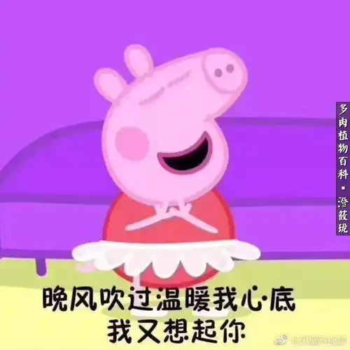 多肉多年,一切安好,愿世界温柔对待
