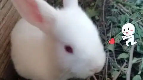兔兔萌萌哒
