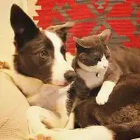 搞笑猫狗情侣头像可爱猫狗情侣头像一对
