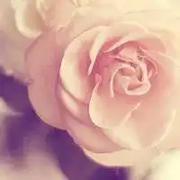 微信头像花草各种高清图片微信头像图片大全
