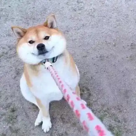 史上最全,柴犬装备介绍来了小柴
