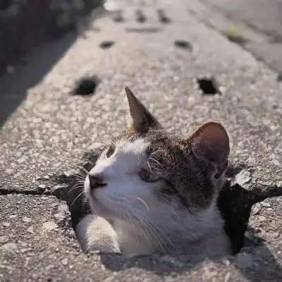 猫头像可爱图片呆萌小奶猫头像大全
