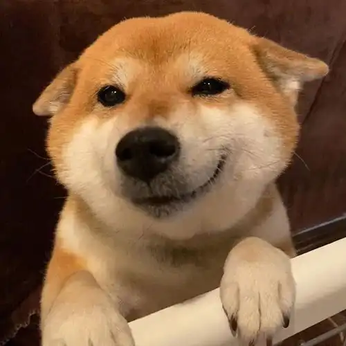 小柴犬头像,太可爱了
