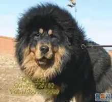狗狗图片
