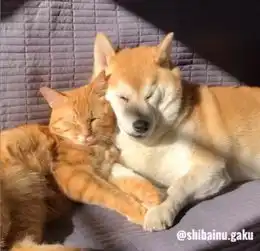 11区一柴犬以为自己是猫和橘猫混一起后画风变这样
