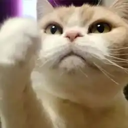 霸气侧漏一只拥有可怕眼神的猫咪
