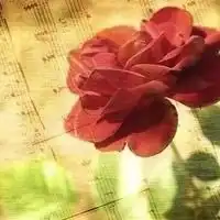 微信头像花朵唯美情侣头像微信头像图片大全

