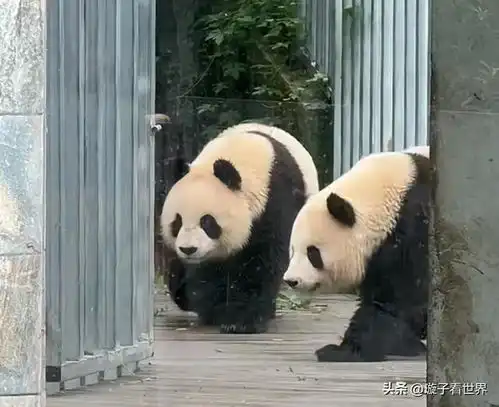 大熊猫八仔生日快乐,七仔的二公子,是一只挑着爸妈优点长得小熊
