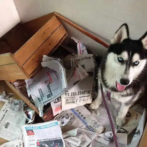 狗狗被宠坏,会有这些表现,别好心办坏事了
