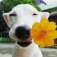 泰国花痴狗狗图片高清泰国花痴狗情侣头像

