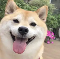 壁纸头像柴犬头像
