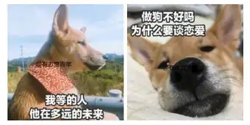 情侣间聊天截图能刺激到什么程度
