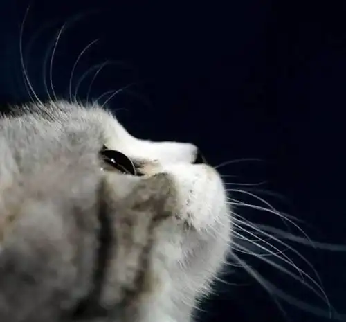 猫咪表达爱意的7个表现,你看懂了几个

