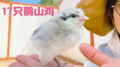 22枚鹊山鸡蛋孵化17只鸡仔,颜色不一,样子蠢萌真是越看越喜欢
