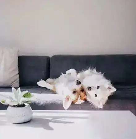 柯基绝对是超级无敌大治愈一般的存在
