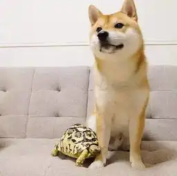 一只被乌龟带坏的日本柴犬,结局亮了
