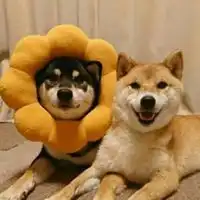 萌犬头像高清可爱萌犬头像图片
