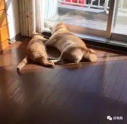 柴犬对猫咪异常宠爱,成功把小橘猫宠成了和它一样大的橘座
