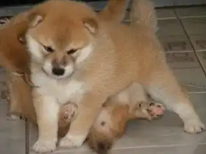 图北京哪里有卖柴犬柴犬多少钱柴犬图片北京宠物狗
