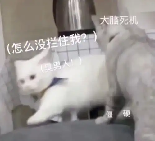 情侣吵架表情包专用
