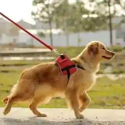 海宁史上最严养犬管理条例来了7月1日起一户限养一只,否则没收罚款
