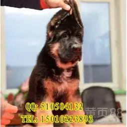 锤系德牧大头德牧黑脸德牧德牧中的极品